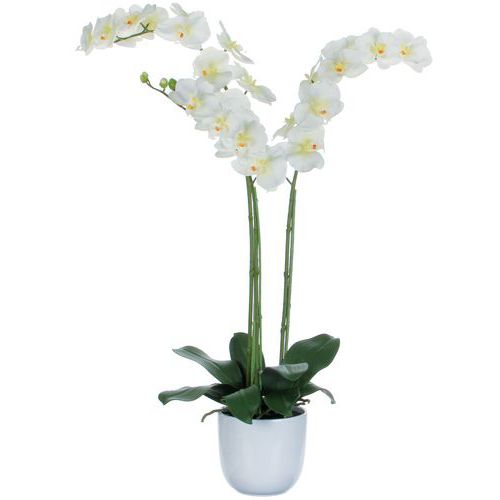 Orchidea Phalaenopsis 100 cm - Vepabins